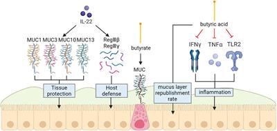 Frontiers Intestinal Infection Of Candida Albicans Preventing The